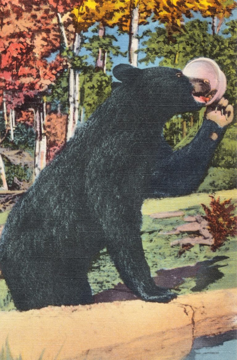 Vintage postcard of a black bear. Sirène Storyhouse provides novel editing services.